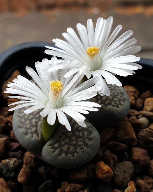 1_C353_Lithops_salicola.jpg